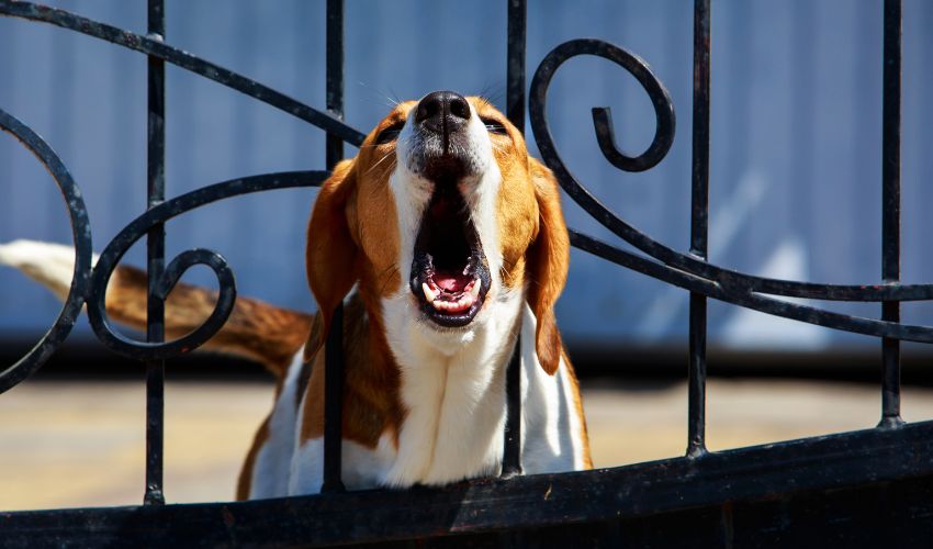 The Ultimate Guide to Canine Dental Health for Dog Owners: Tips and Tricks for a Happy and Healthy Pup