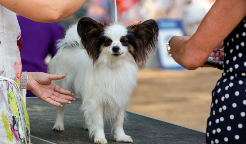 Learn the Essential Basic Commands for Appenzeller Sennenhund Puppies: A Guide for New Owners